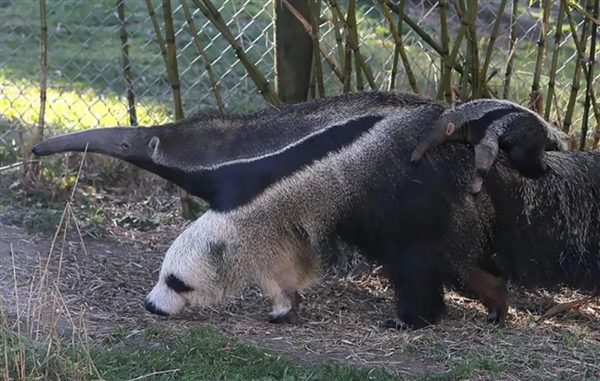 為了保命：這種奇怪的動物進化出了“分身”！