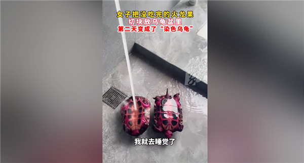 神奇一幕：女子喂烏龜火龍果第2天獲炫彩神龜 專家釋疑