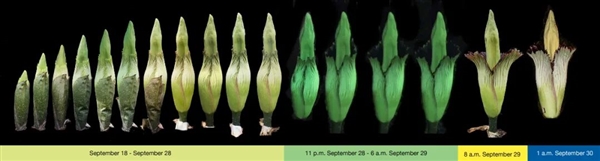 現(xiàn)實(shí)的“尸香魔芋”：看起來像鮮肉 但濃烈的動(dòng)物腐爛氣味