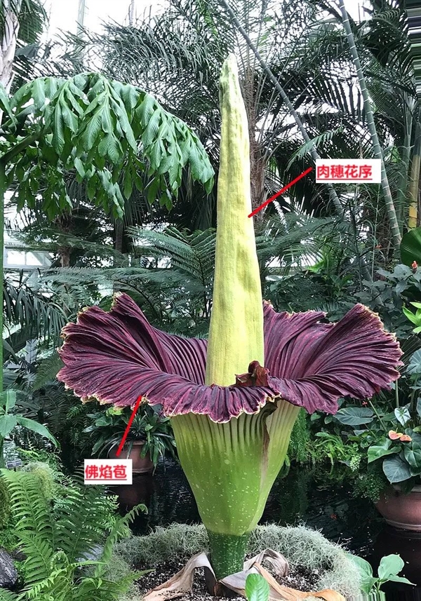 現(xiàn)實(shí)的“尸香魔芋”：看起來像鮮肉 但濃烈的動(dòng)物腐爛氣味