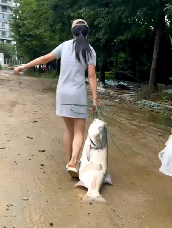 暴雨后女子撿回40斤重大魚 專家：洪水泡過(guò)不建議食用