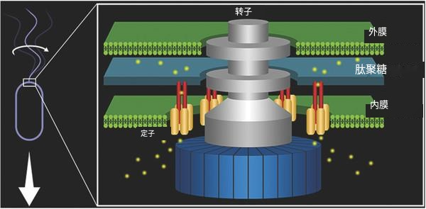 細(xì)菌鞭毛馬達(dá)：不尋常的生物結(jié)構(gòu) 質(zhì)子動(dòng)力每分鐘10萬轉(zhuǎn)