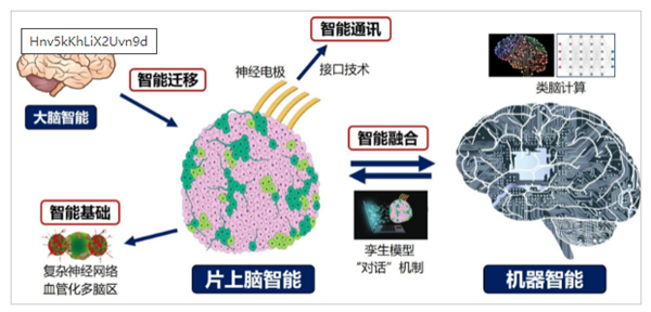 重磅研究！中國首創(chuàng)人腦驅(qū)動機(jī)器人