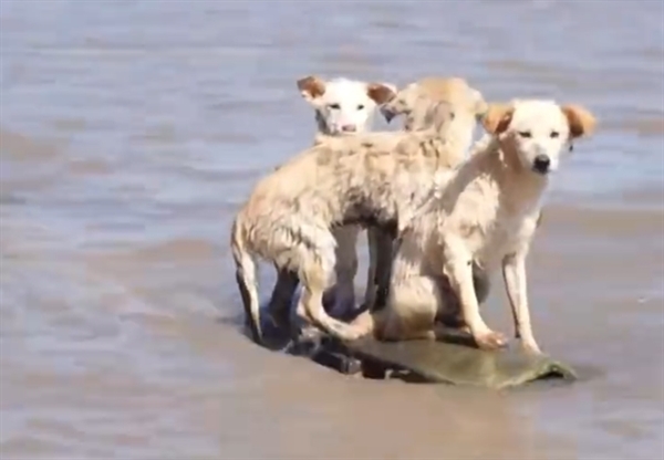 洞庭湖決堤后動物們水中求生：3只小狗站在只剩一角的房頂