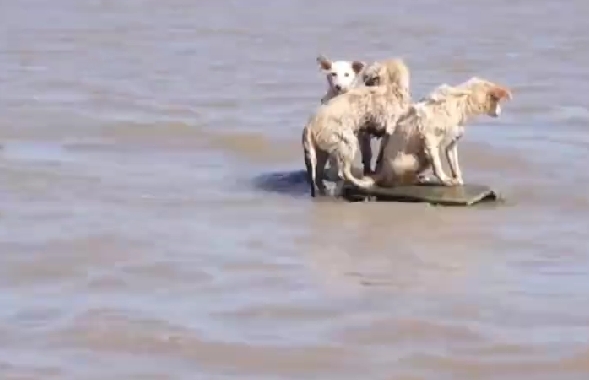 洞庭湖決堤后動物們水中求生：3只小狗站在只剩一角的房頂