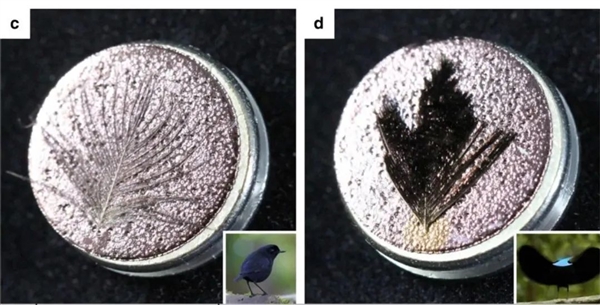 世界上黑的鳥：羽毛能吸收99.95%的光