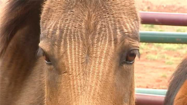 馬科馬屬動物太瘋狂！染色體截然不同 卻能隨意雜交