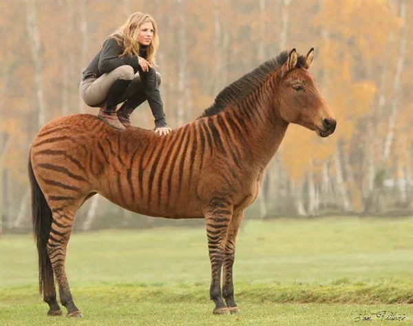 馬科馬屬動物太瘋狂！染色體截然不同 卻能隨意雜交