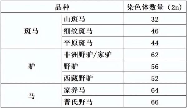 馬科馬屬動物太瘋狂！染色體截然不同 卻能隨意雜交