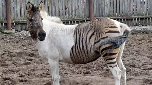 馬科馬屬動物太瘋狂！染色體截然不同 卻能隨意雜交