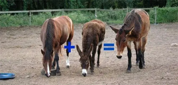 馬科馬屬動物太瘋狂！染色體截然不同 卻能隨意雜交