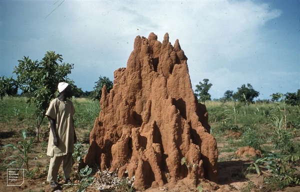 宏大的生物工程！白蟻用3800年 打造了2億個3米高土丘