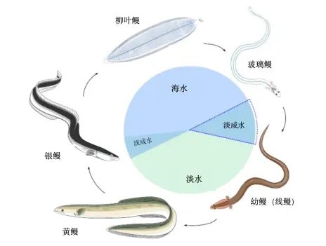 它被稱為“水中軟黃金” 現(xiàn)在中國產(chǎn)量全球第一！