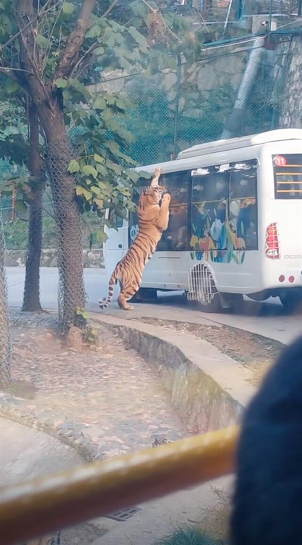 壓迫感撲面而來！動物園老虎壓住觀光大巴群眾驚叫