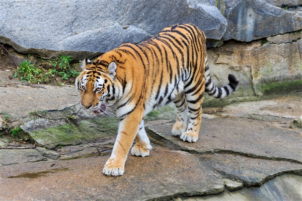 壓迫感撲面而來！動物園老虎壓住觀光大巴群眾驚叫